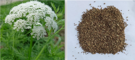 天然植物源生物農藥CE蛇床子素 高效防治抗性白粉病